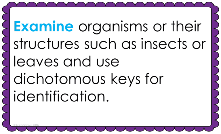 DICHOTOMOUS KEYS LESSON PLAN – A COMPLETE SCIENCE LESSON USING THE 5E ...