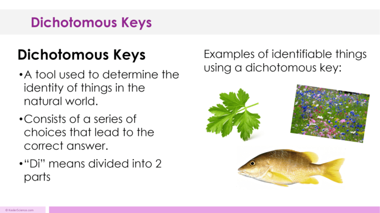 DICHOTOMOUS KEYS LESSON PLAN – A COMPLETE SCIENCE LESSON USING THE 5E ...