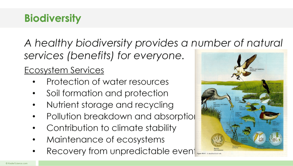 BIODIVERSITY LESSON PLAN – A COMPLETE SCIENCE LESSON USING THE 5E ...