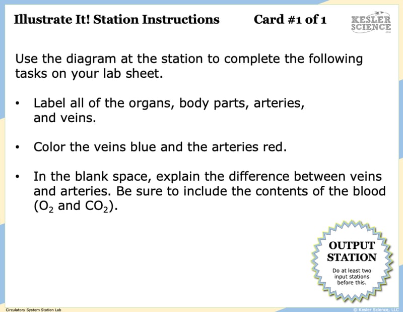 A screenshot. It reads; "Illustrate it! Station directions. 1. Use the diagram at the station to help abel the diagram on your lab sheet. 2. You must label all of the organs, body parts, arteries, and veins. 3. Color the veins blue and the arteries red. 4. In the blank space, contrast the difference between veins and arteries. Be sure to include the contents of the blood (O2 and CO2)."