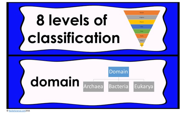 A powerpoint slide. Its top half reads "8 leves of classification", and to its right is a picture of a taxonomic pyramid. The bottom half reads "domain", and to its right is an infograph showing how Domain can be broken down. A powerpoint slide. Its top half reads "8 leves of classification", and to its right is a picture of a taxonomic pyramid. The bottom half reads "domain", and to its right is an infograph showing how Domain can be broken down.