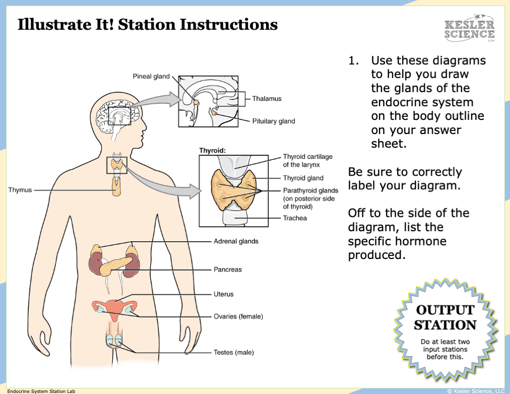 Endocrine System Lesson Plan – A Complete 5E Method Science Unit