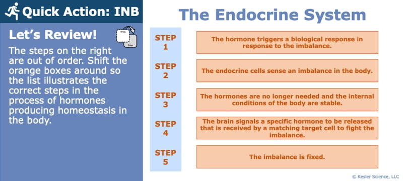 A PowerPoint slide labaled "Let's Review!". Its text reads; "Quick Action: INB. The steps on the right are out of order. Shift the orange boxes around so the list illustrates the correct steps in the process of hormones producing homeostasis in the body.". To the righ tof this is a five step list describing how the endocrine system fixes hormonal disbalances.