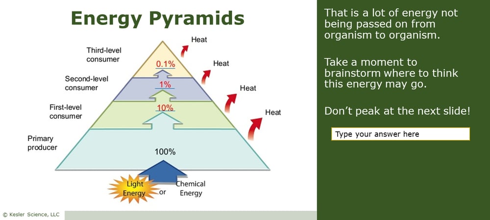 A PowerPoint slide. The slide is primarily taken up by a depiction of how much energy is lost as it passes from producer to consumer to consumer in the energy pyramid. To the right of this infographic is text. It reads; "That is a lot of energy not being passed on from organism to organism. Take a moment to brainstorm where to think this energy may go. Don't peek at the next slide!".