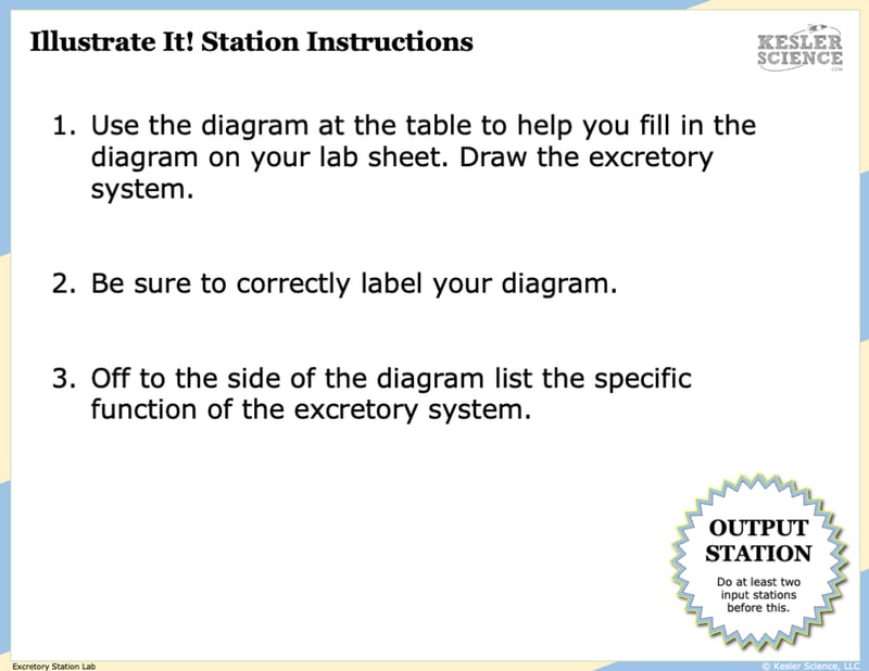 Illustrate It! Station Instructions. 1. Use the diagram at the table to help you fill in the diagram on your lab sheet. Draw the excretory system. 2. Be sure to correctly label your diagram. 3. Off to the side of the diagram list the specific function of the excretory system.