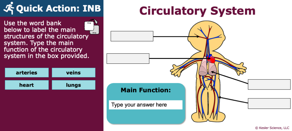 Circulatory System Lesson Plan – A Complete 5E Method Science Unit