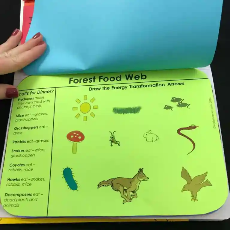 FOOD WEBS LESSON PLAN – A COMPLETE SCIENCE LESSON USING THE 5E METHOD ...