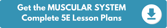 A banner which reads "Get the MUSCULAR SYSTEM Complete 5E Lesson Plans". 