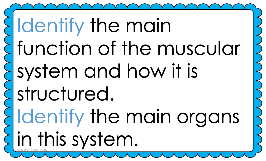 Muscular System Lesson Plan – A Complete 5E Method Science Unit