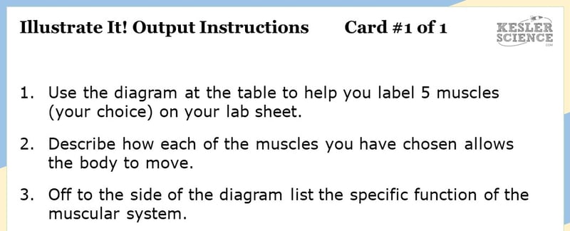 Illustrate It! Output Instructions. Card #1 of 1. 1. Use the diagram at the table to help you label 5 muscles (of your choice) on your lab sheet. 2. Describe how each of the muscles you have chosen allows the body to move. 3. Off to the side of the diagram list the specfiic function of the muscular system.