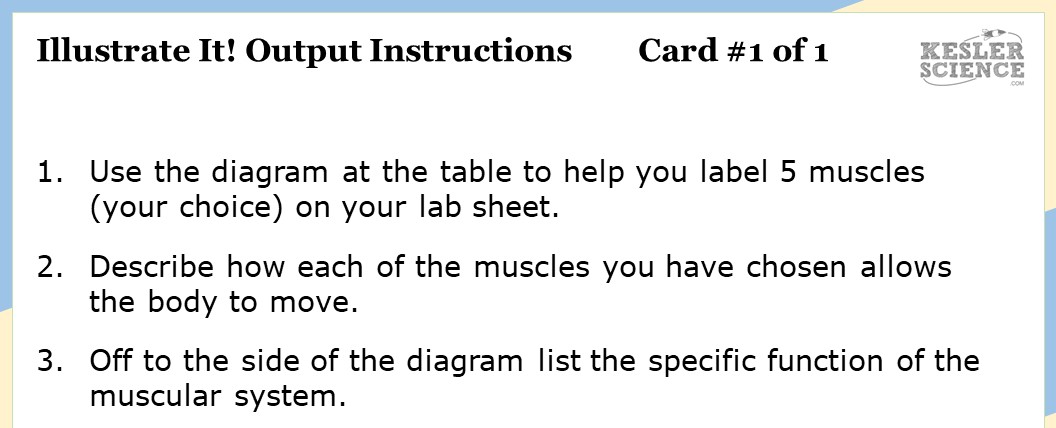 Muscular System Lesson Plan – A Complete 5E Method Science Unit