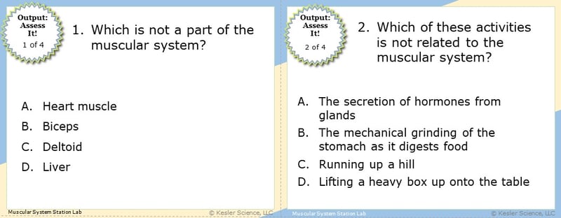 A screenshot of two multiple-choice Assess it! questions. The first asks students "Which is not a part of the muscular system?". The second asks students "Which of these activities is not related to the muscular system?".