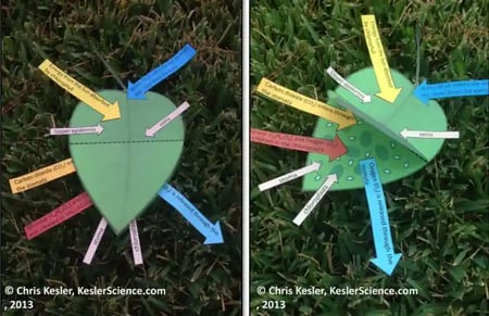 A photo of the paper INB. This INB resembles a leaf, with paper arrows and tabs of different sizes and colors cut out and glued/pointed to the correct section of the leaf. The leaf can also be flipped open to see a more detailed breakdown of its cell structure.