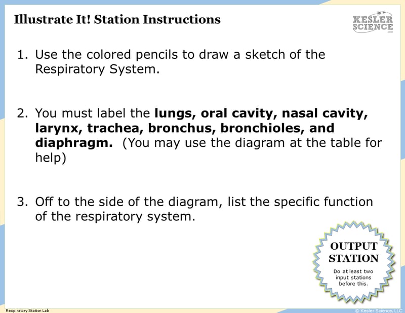 Illustrate It! Station Instructions. 1. Use the colored pencils to draw a sketch of the respiratory system. 2. You must label the lungs, oral cavity, nasal cavity, larynx, trachea, bronchus, bronchioles, and diaphragm. (You may use the diagram at the table for help). 3. Off to the side of the diagram, list the specific function of the respiratory system.