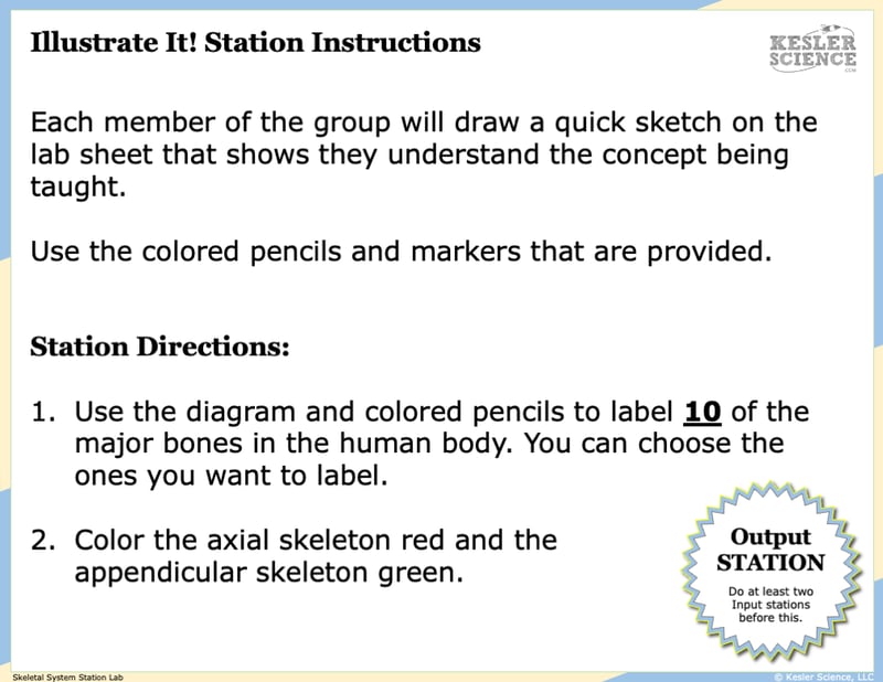 Illustrate It! Station Instructions. Each member of the group will draw a quick sketch on the lab sheet that shows they understand the concept being taught. Use the colored pencils and markers that are provided. Station Directions: Use the diagram and colored pencils to label ten of the major bones in the human body. You can choose the ones you want to label. 2. Color the axial skeleton red and the appendicular skeleton green.