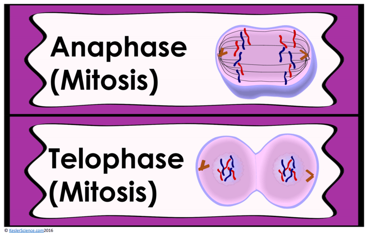 mitosis-and-meiosis-lesson-plan-a-complete-science-lesson-using-the-5e-method-of-instruction-2