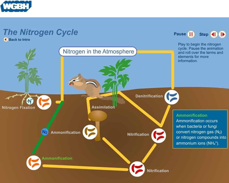 nitrogen-cycle-lesson-plan-a-complete-science-lesson-using-the-5e-method-of-instruction-5