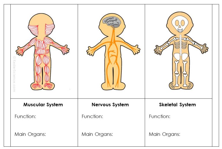 Body Systems Paper INB Blog Image