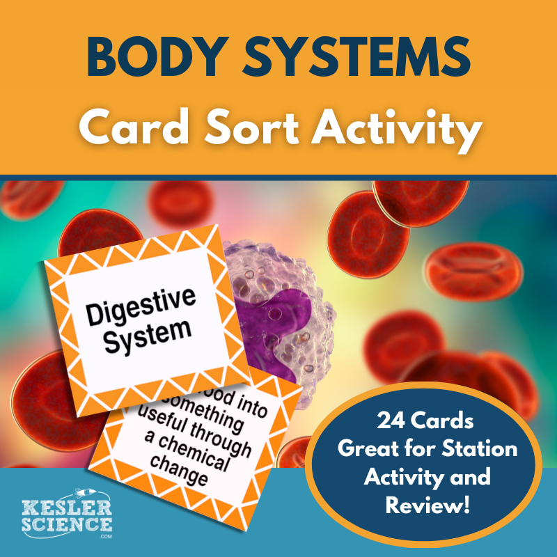 Cover - BodySystems_CardSort