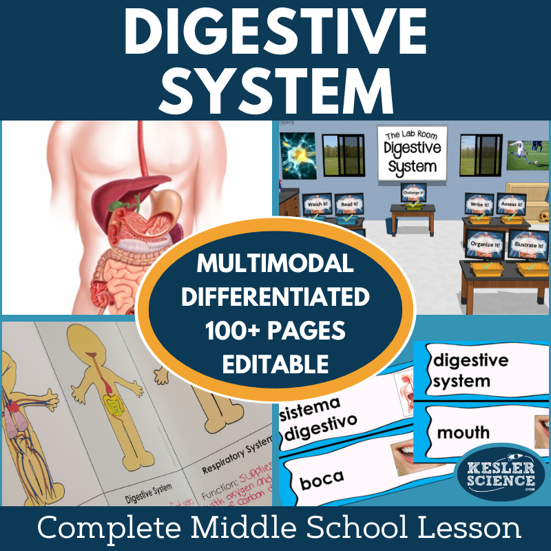Cover 2024 5E Digestive System-2