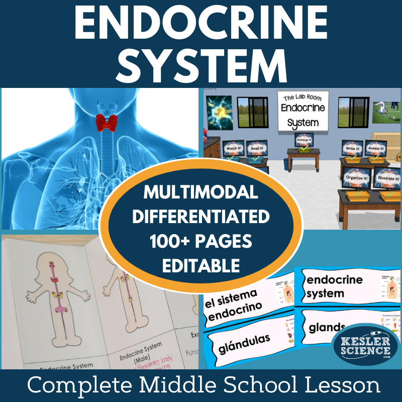 Cover 2024 5E Endocrine System-2