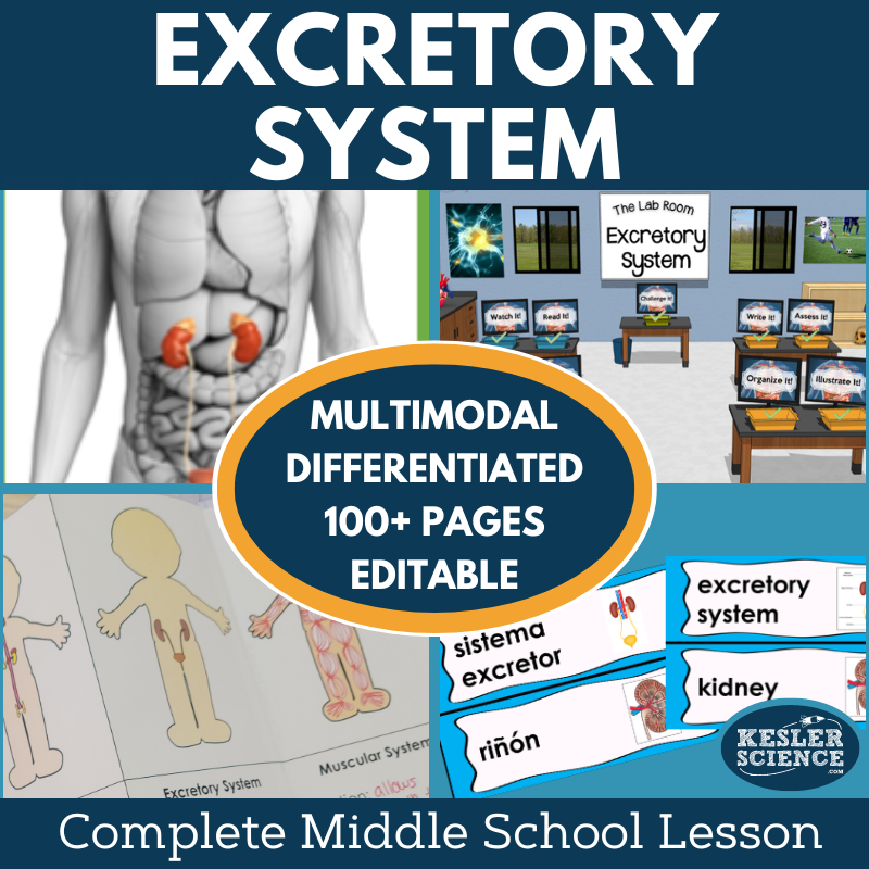 Cover 2024 5E Excretory System