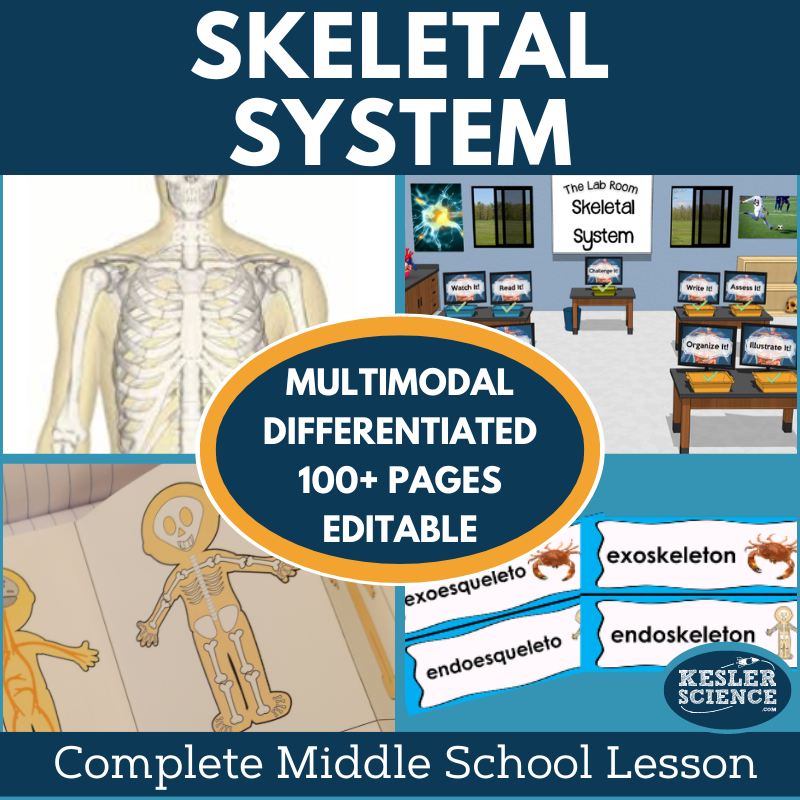 Cover 2024 5E Skeletal System-2