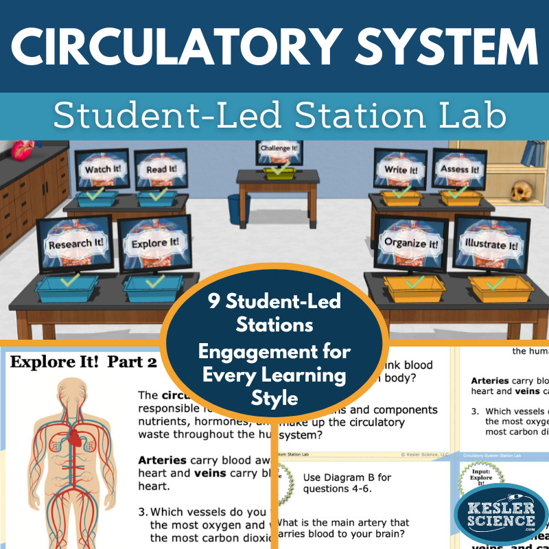 Cover 2024 SL Circulatory System