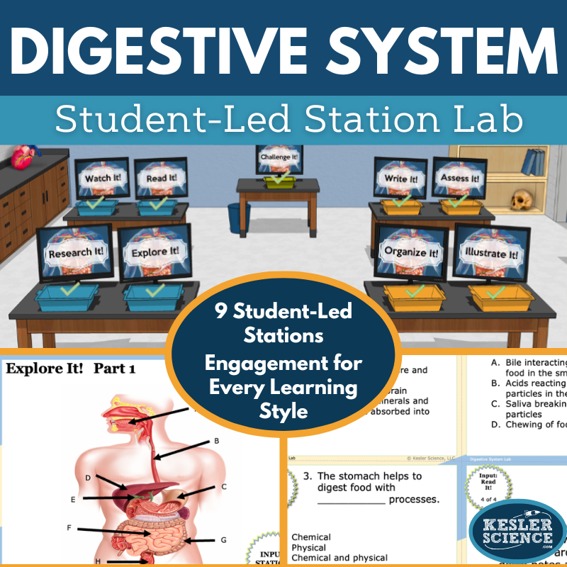 Cover 2024 SL Digestive System