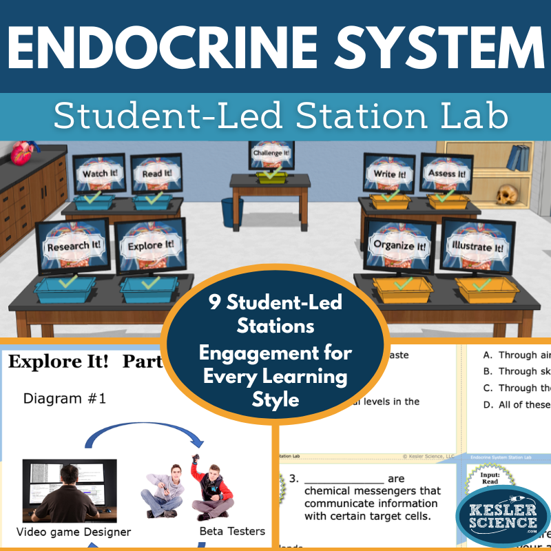 Cover 2024 SL Endocrine System
