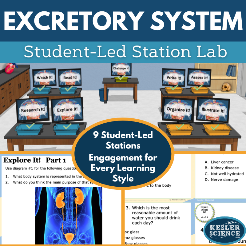Cover 2024 SL Excretory System