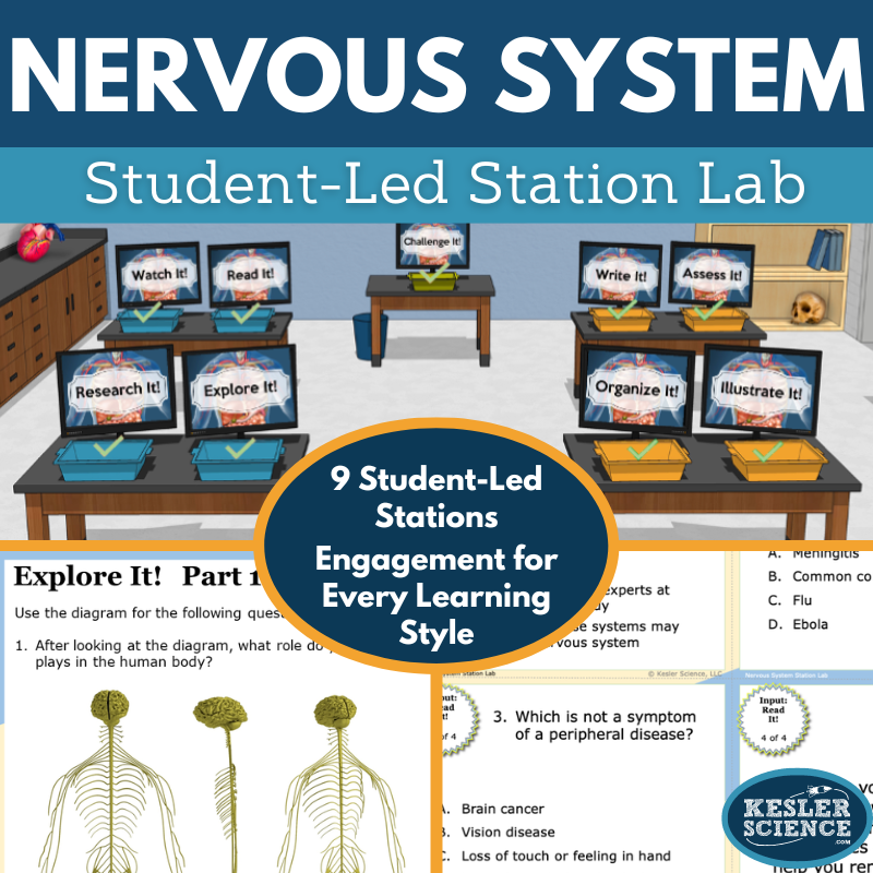 Cover 2024 SL Nervous System-1
