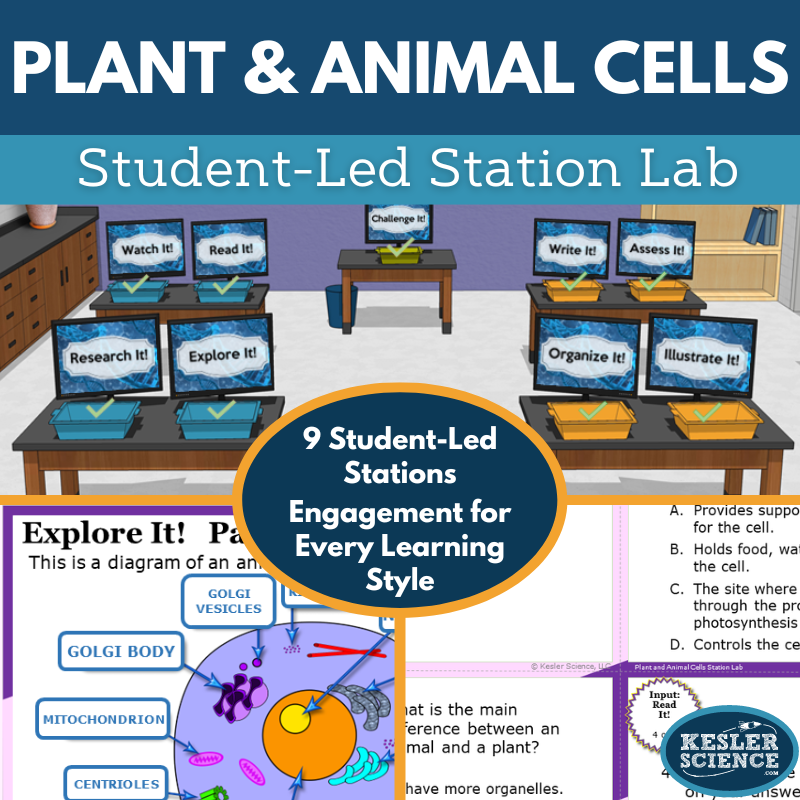 Cover 2024 SL Plant Animal Cells
