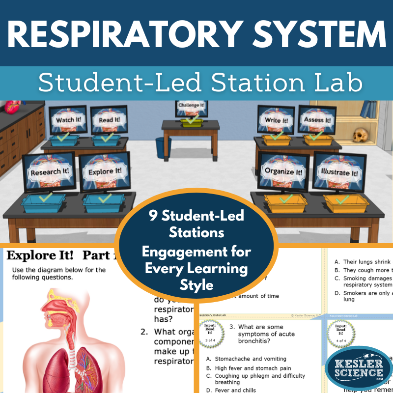 Cover 2024 SL Respiratory System