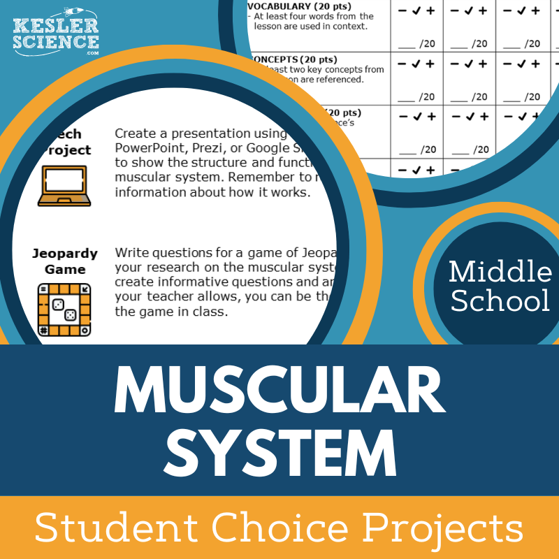Cover Muscular System