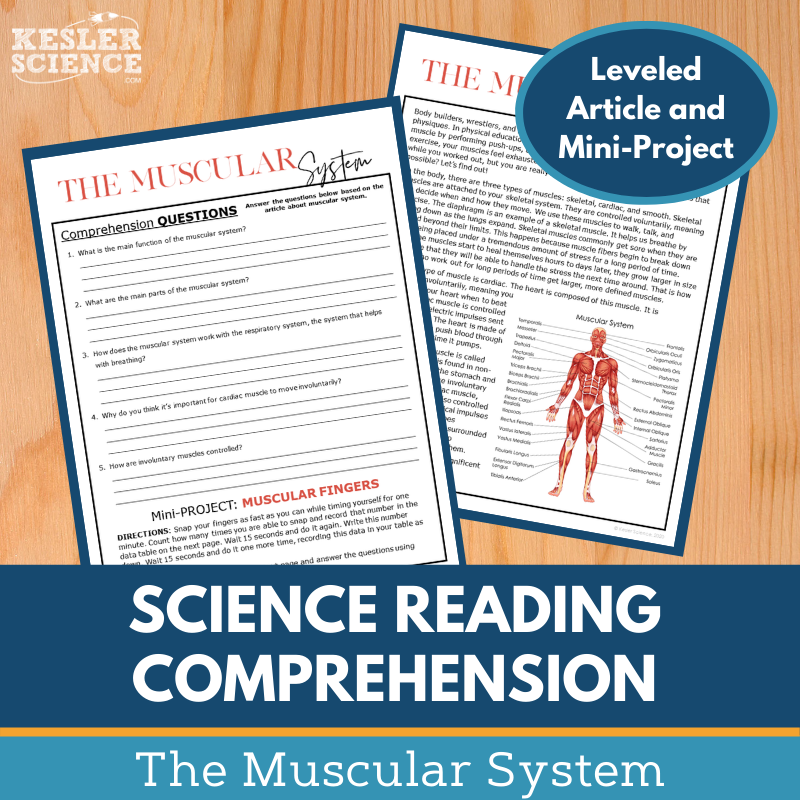 Cover The Muscular System-1