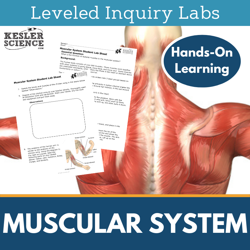 Cover-Muscular System