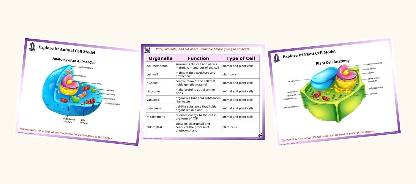 Cell Organelles station lab cards: animal cell model, organelle table and plant cell model