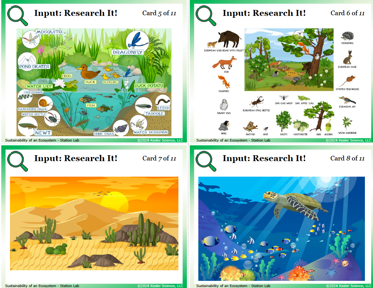 Sample task cards from the Sustainability of an Ecosystem Station Lab — 8th grade life science, TEKS 8.12C