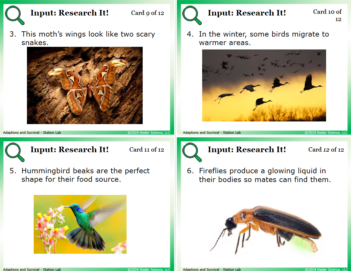 Sample task cards from the Adaptations for Survival Station Lab — 8th grade life science, TEKS 8.13C