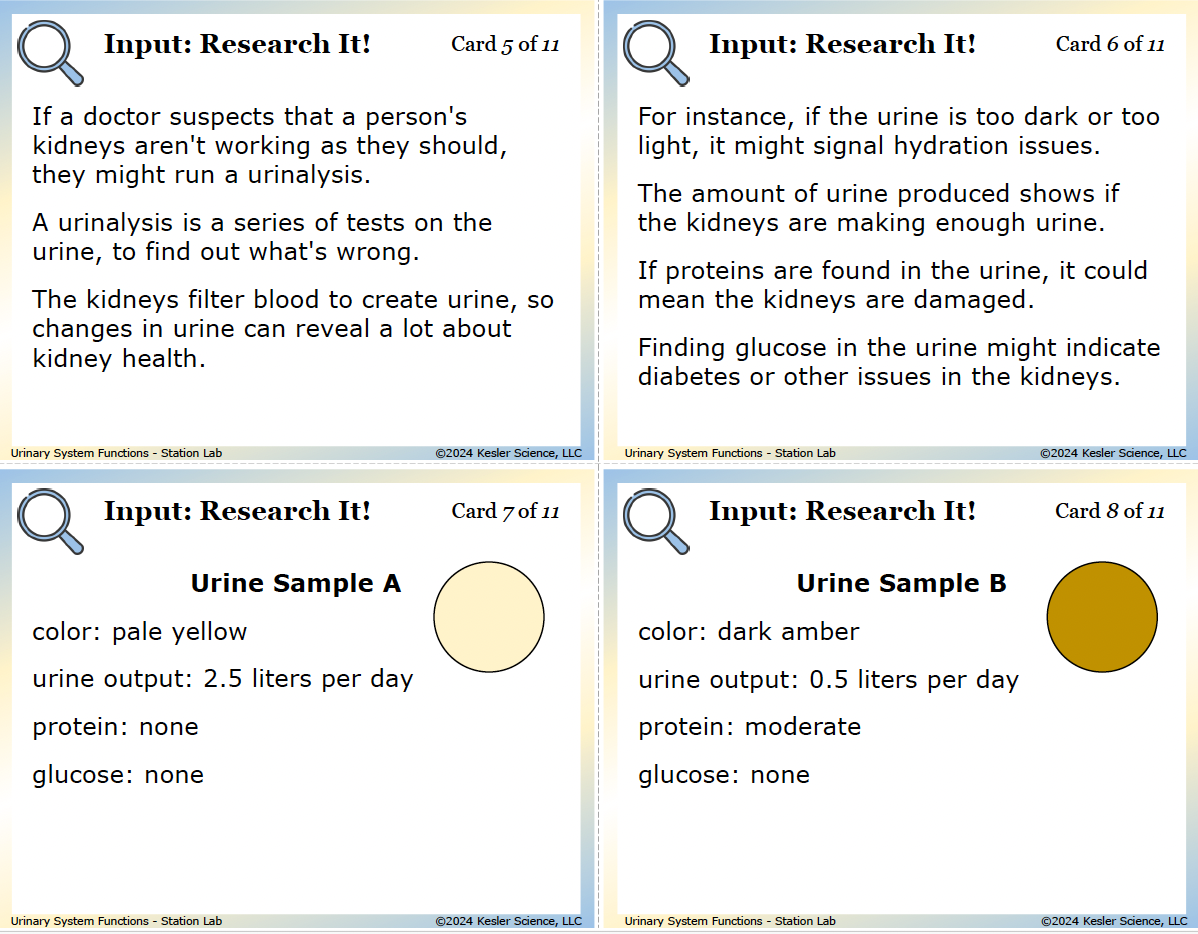 Sample task cards from the Urinary System Station Lab — 7th grade life science, TEKS 7.13A