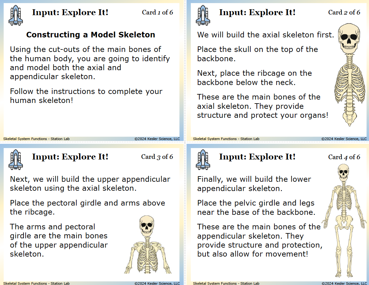 Inside the Skeletal System Station Lab printed download — 7th grade life science, TEKS 7.13A