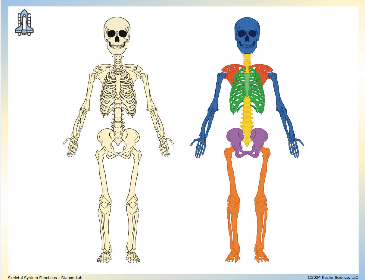 Sample task cards from the Skeletal System Station Lab — 7th grade life science, TEKS 7.13A