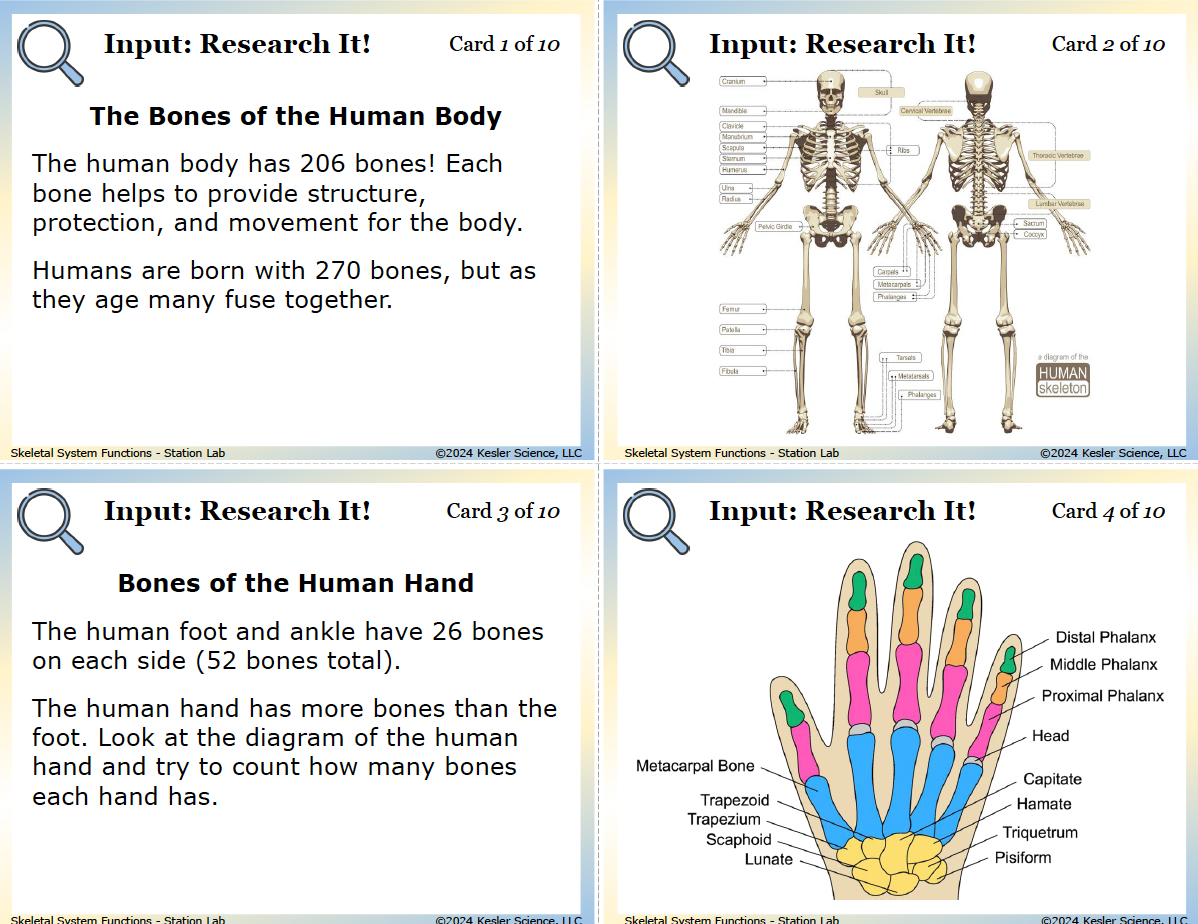 Skeletal System Station Lab hands-on activity for TEKS 7.13A — 7th grade life science