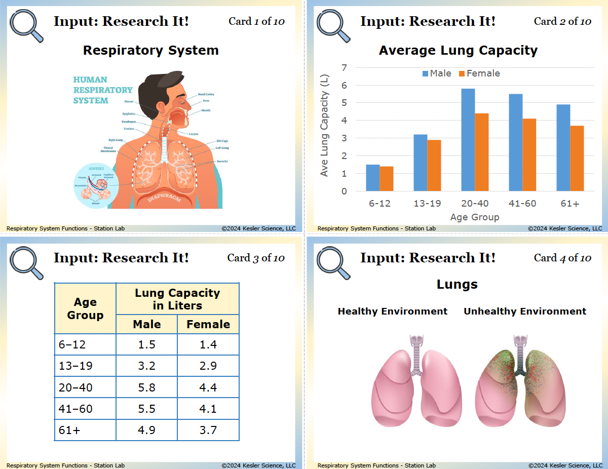 Inside the Respiratory System Station Lab printed download — 7th grade life science, TEKS 7.13A
