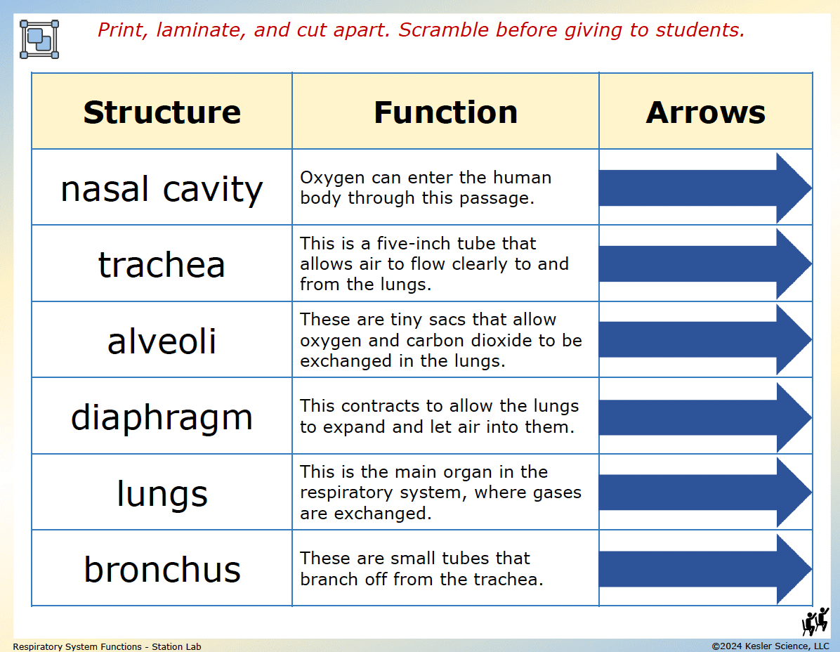 Sample task cards from the Respiratory System Station Lab — 7th grade life science, TEKS 7.13A