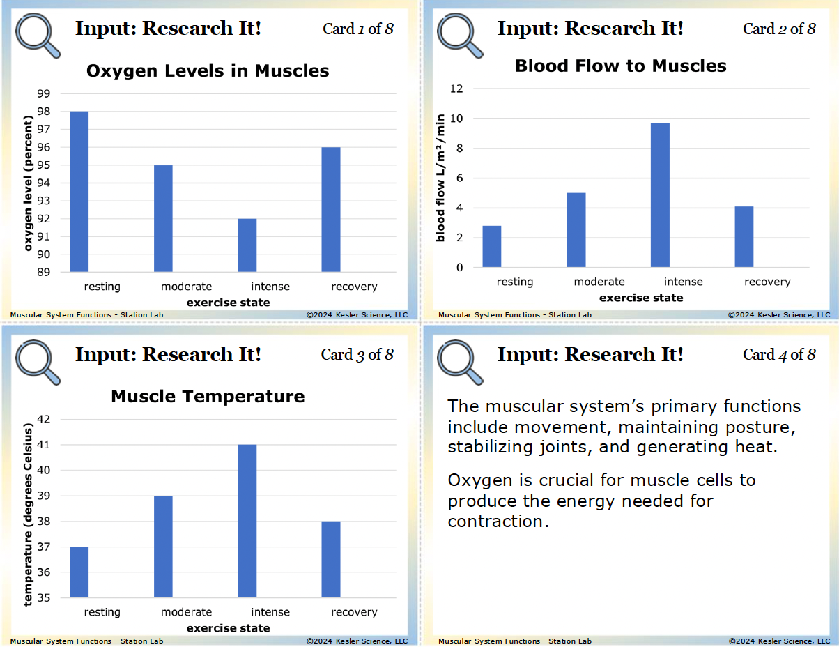 Inside the Muscular System Station Lab printed download — 7th grade life science, TEKS 7.13A