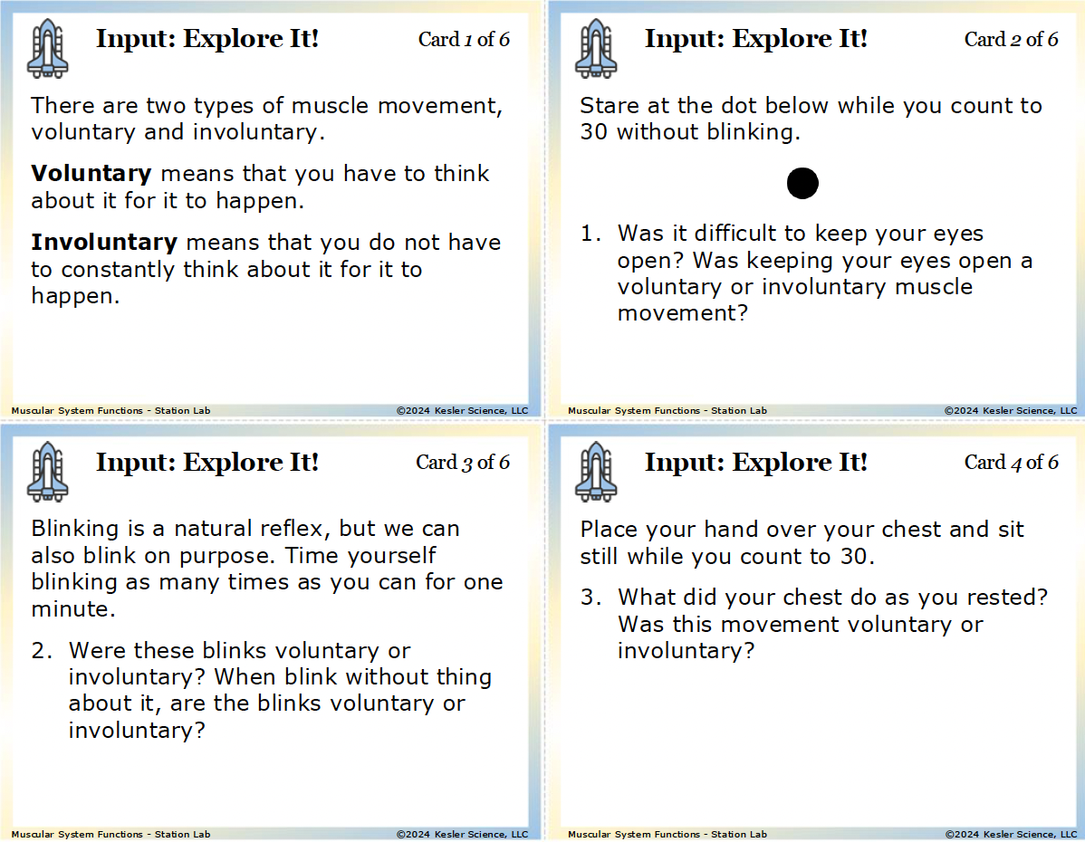 Sample task cards from the Muscular System Station Lab — 7th grade life science, TEKS 7.13A