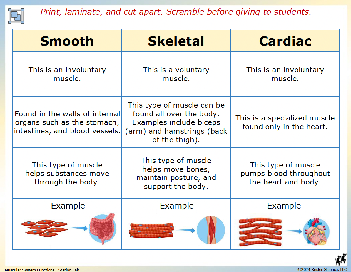 Muscular System Station Lab hands-on activity for TEKS 7.13A — 7th grade life science