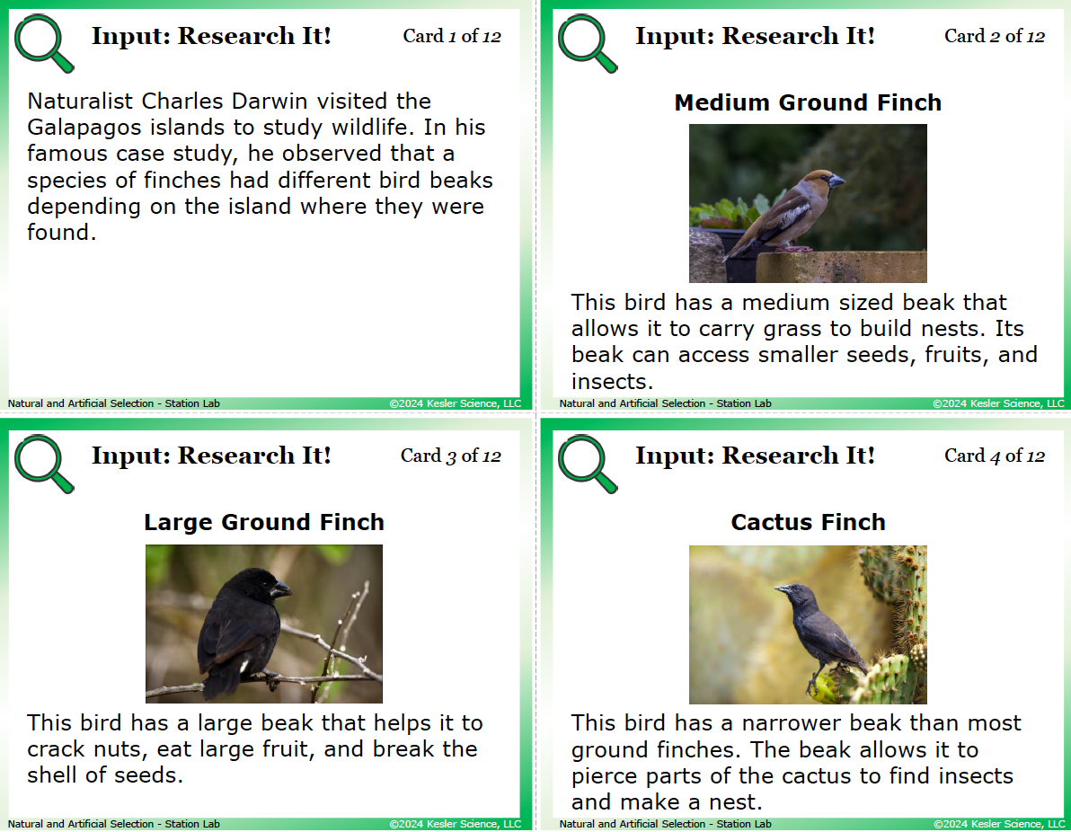 Sample task cards from the Natural and Artificial Selection Station Lab — 7th grade life science, TEKS 7.13D